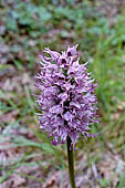 Orchidea scimmia (Orchis simia) nei pressi dei Sassi di Rocca Malatina